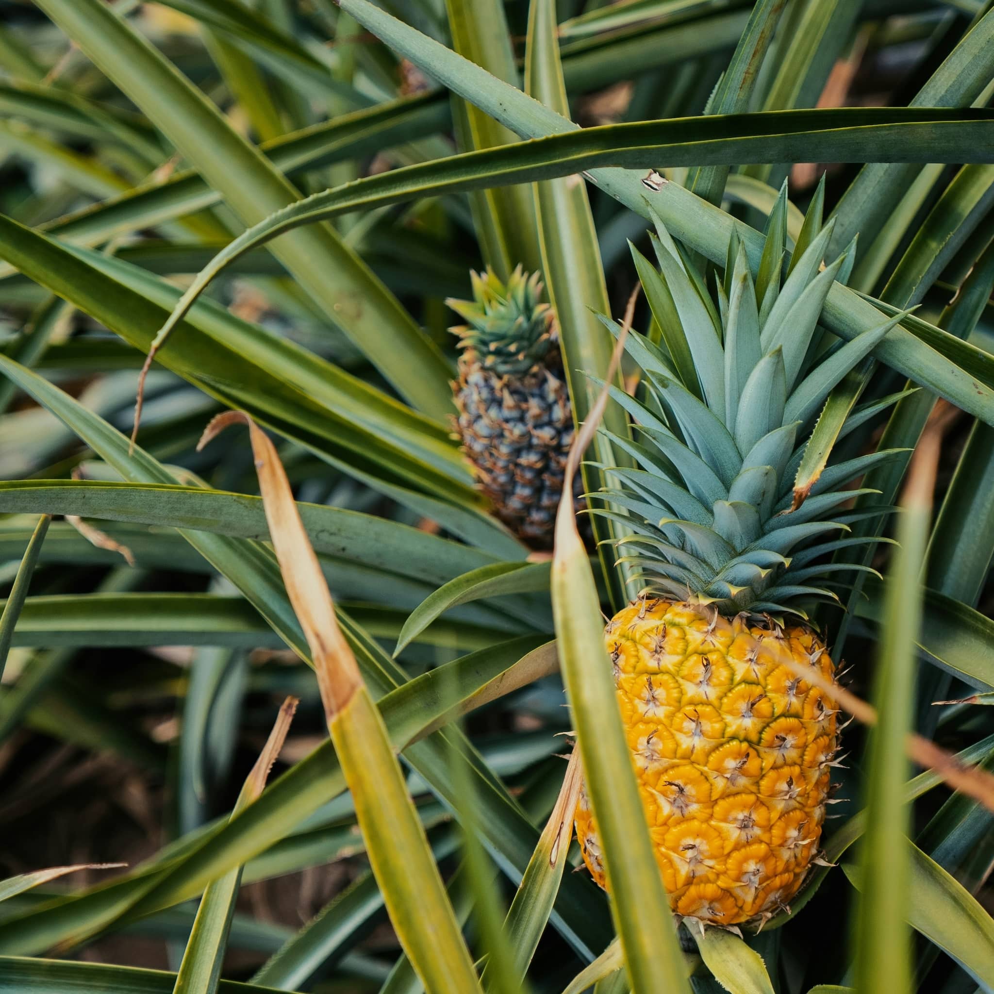 Økologiske ananas - Image 3