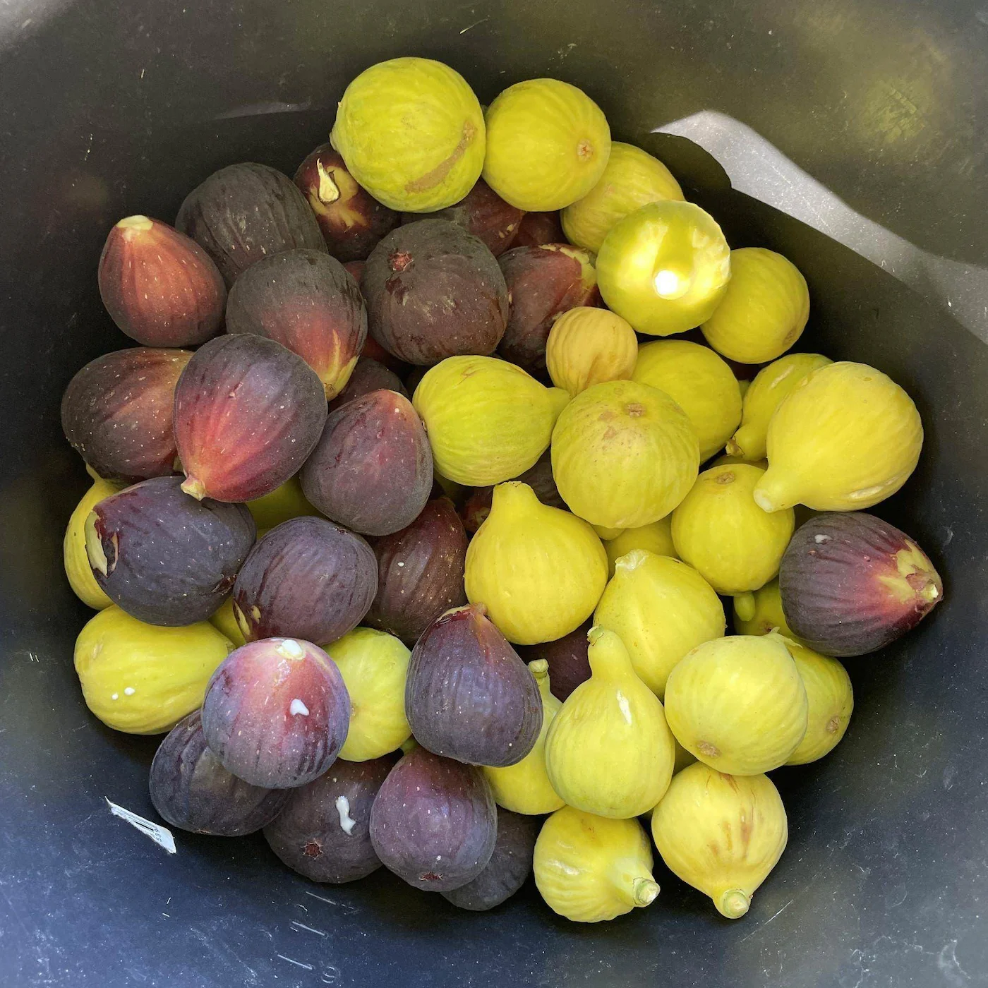 Økologiske figner fra Spanien - Image 2