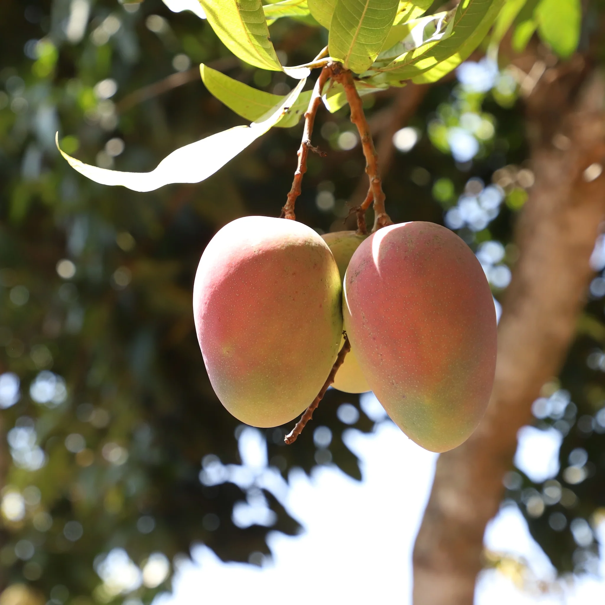 Økologisk tørret mango - Image 3